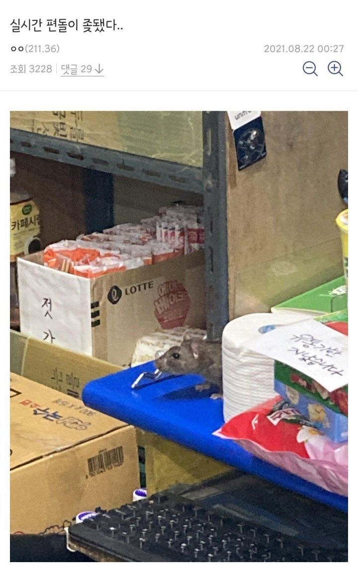 싱글벙글 디시 편의점갤러리.JPG | 인스티즈