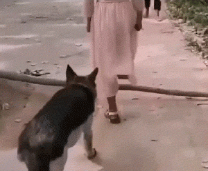 너무 착한 댕댕이 gif | 인스티즈