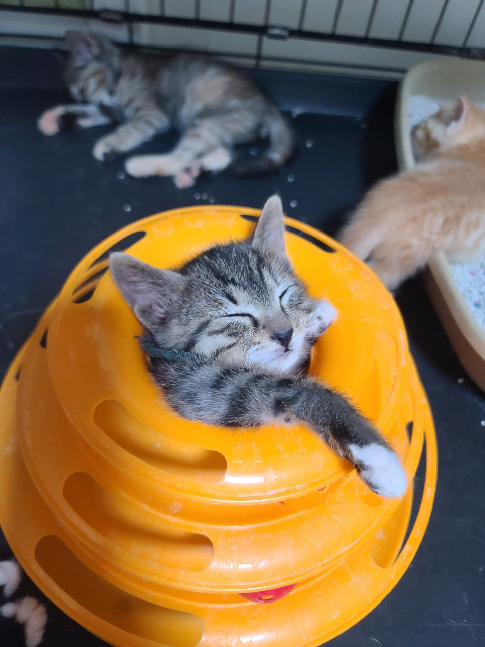 길냥이 길댕이 맘에들면 주워가라길래 주워옴 | 인스티즈