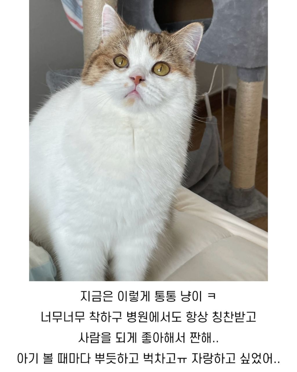 보호소냥이가 집냥이가 된 과정 | 인스티즈