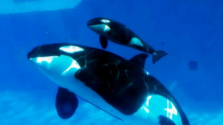 아기 고래 | 인스티즈