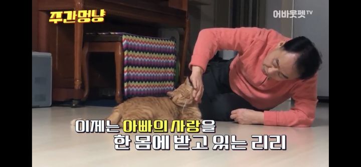 아빠바라기 고양이 | 인스티즈