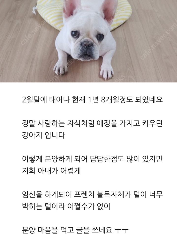 강아지 분양 보낼 때 신혼부부는 1순위로 거르는 이유.JPG | 인스티즈