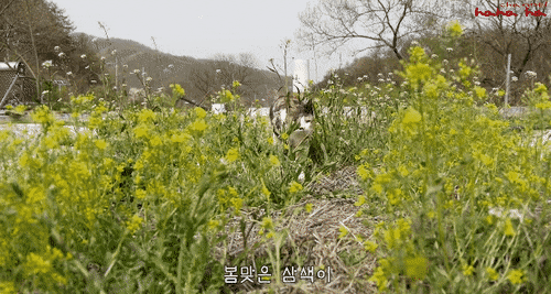 [hahaha] 아기 삼색냥이 인생 최대의 도박 | 인스티즈