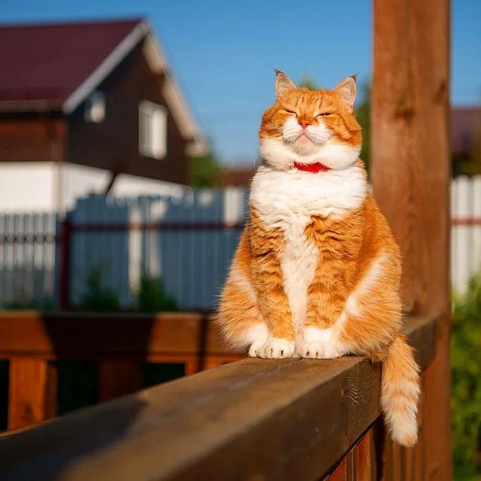 러시아 고양이 .jpg | 인스티즈