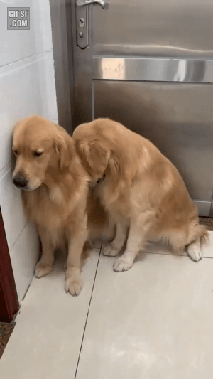 사고친 댕댕이들 | 인스티즈