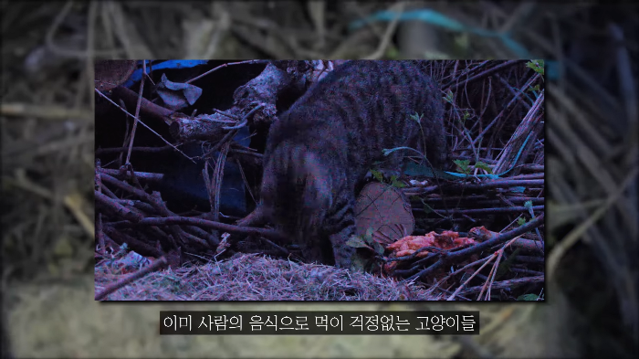 [사진100장스압] 고양이가 자연생태계에 끼치는 심각한 영향 | 인스티즈