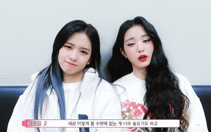 아이브 안녕즈 안유진 장원영.gif | 인스티즈