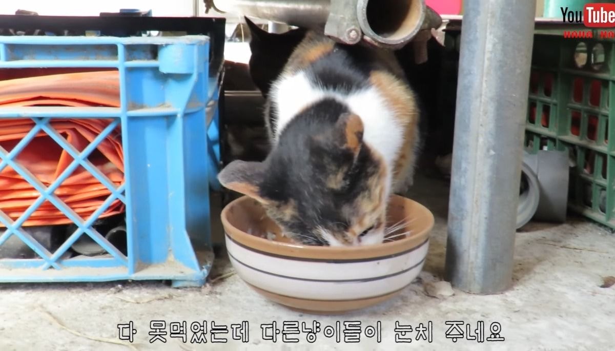 [hahaha] 아기 삼색냥이 인생 최대의 도박 | 인스티즈