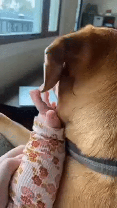 댕댕이 귀 만지는 아기 손가락.gif | 인스티즈