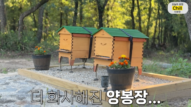 양봉 시작한 올리버쌤 근황.jpg | 인스티즈