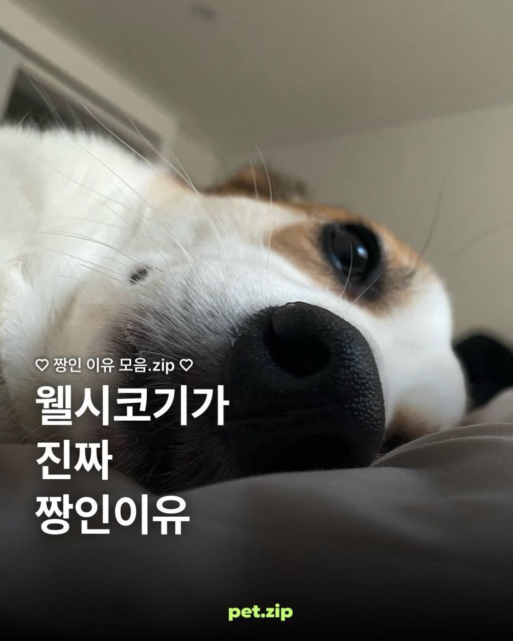 웰시코기가 짱인 이유 | 인스티즈