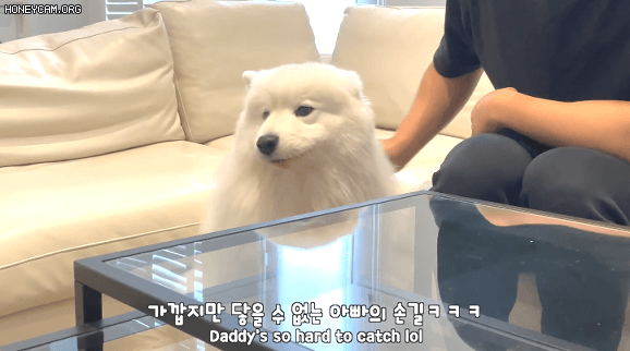 댕댕이 쓰다듬는 척만 했을때 반응 | 인스티즈