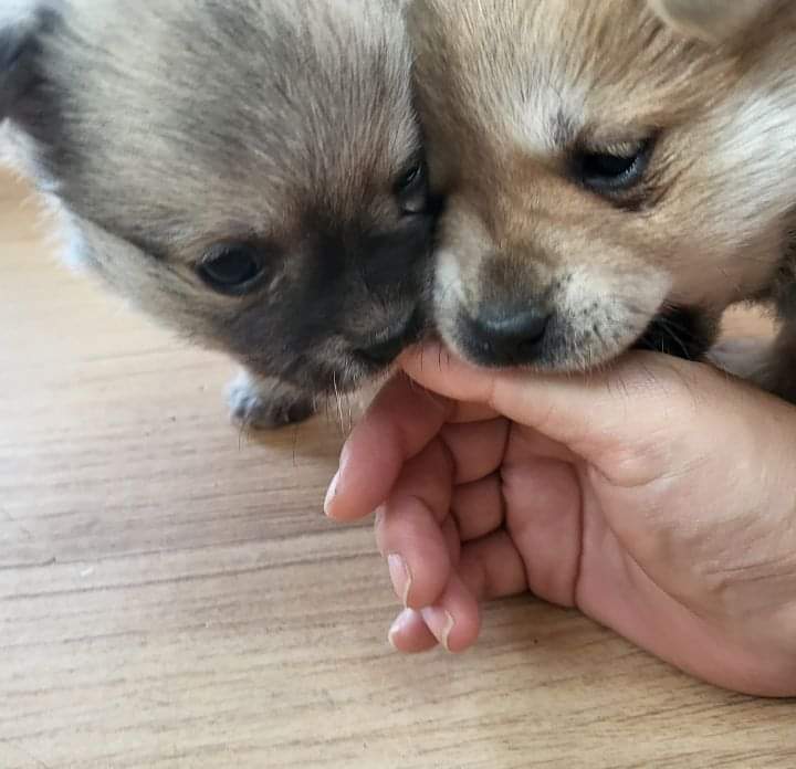 사무실에 있는 댕댕이들 | 인스티즈