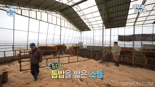 [나혼자산다] 톱밥만 새로 깔아줬을 뿐인데 좋아서 날뛰는 소들 | 인스티즈
