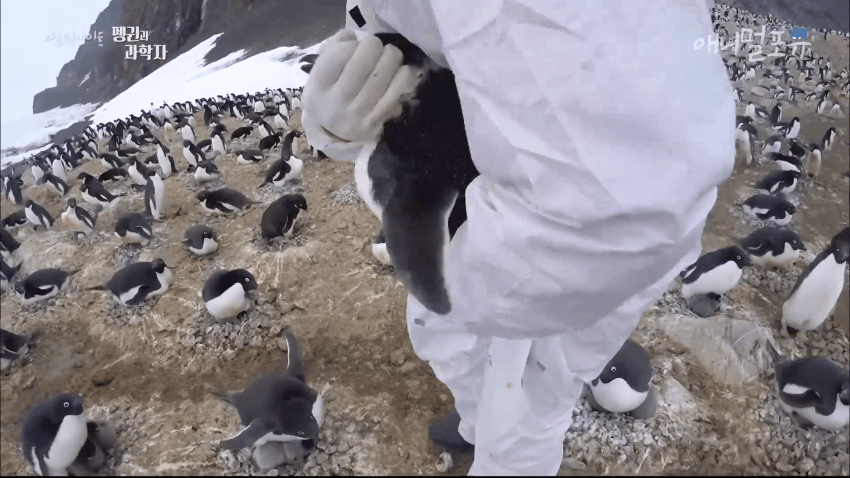 또 논란거리 만든 남극의 시프팀 | 인스티즈