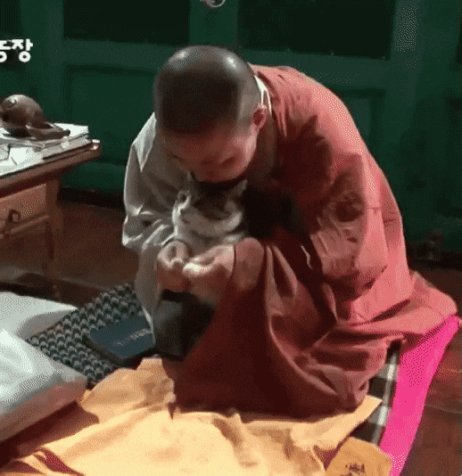 강제로 공덕 쌓는 고양이... | 인스티즈