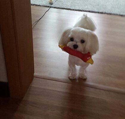 밥안먹는 댕댕이 밥먹이는 방법.JPG | 인스티즈