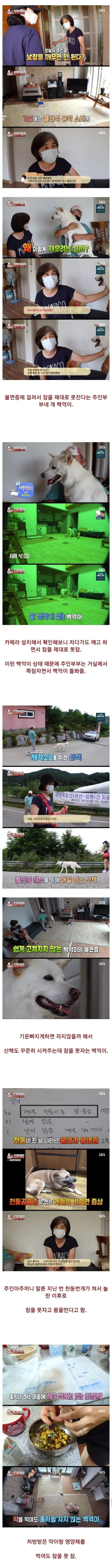 충격적 결말이었던 불면증이 있는 개 | 인스티즈