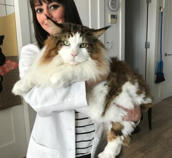 의외로 자연발생 품종묘들.jpg | 인스티즈