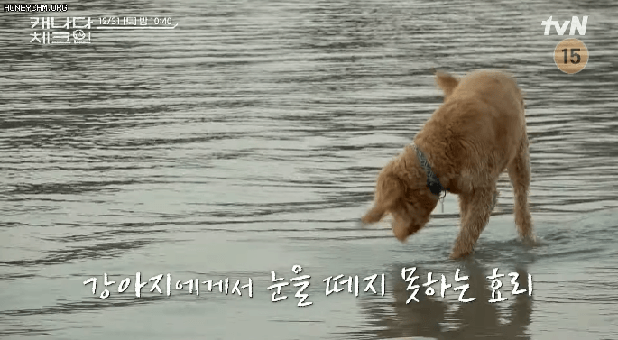 순심이와 똑같이 생긴 강아지를 본 이효리 | 인스티즈