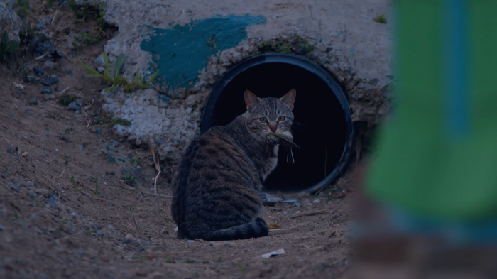 [사진100장스압] 고양이가 자연생태계에 끼치는 심각한 영향 | 인스티즈