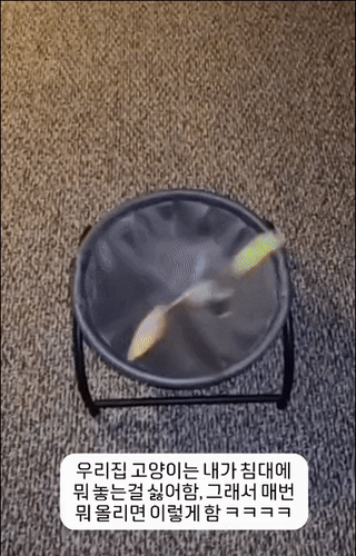 우리집 고양이는 내가 지 침대에 뭐 놓는걸 싫어함 | 인스티즈