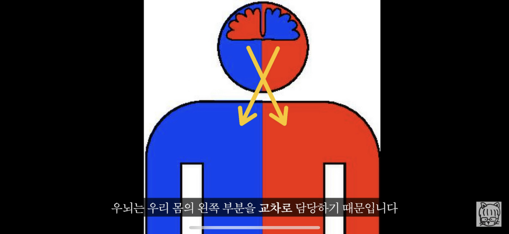 (스압)분리 뇌 실험 | 인스티즈