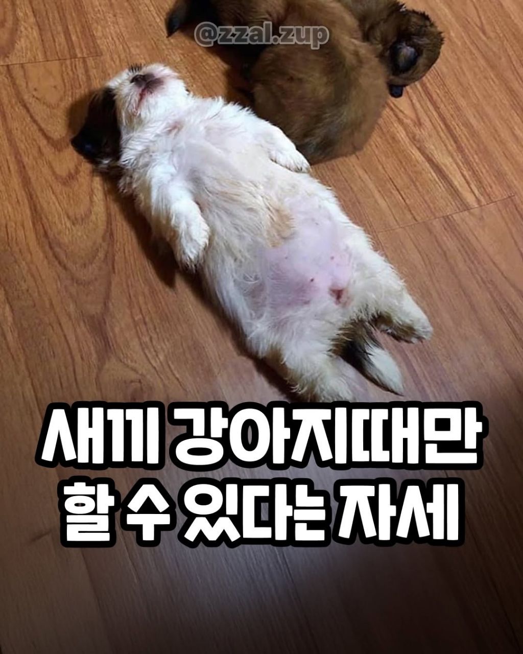 새끼 강아지때만 할수있다는자세 | 인스티즈