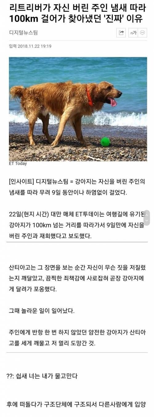 리트리버가 자기를 버린 주인을 100km 넘게 찾아 헤맨 이유 | 인스티즈