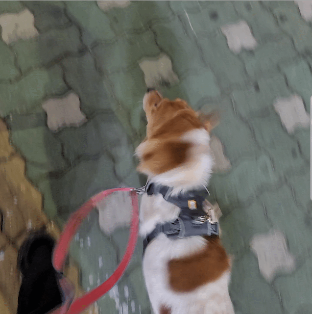 어제 동물병원 갔는데 옆테 다른 견주분이 몇살이냐고 물어보길래 26살이라고 대답했거든..? | 인스티즈