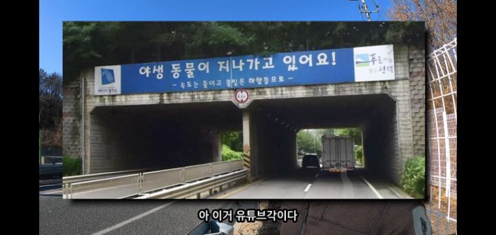 도로 위 야생동물 생태통로를 이용하는 동물들.jpg | 인스티즈