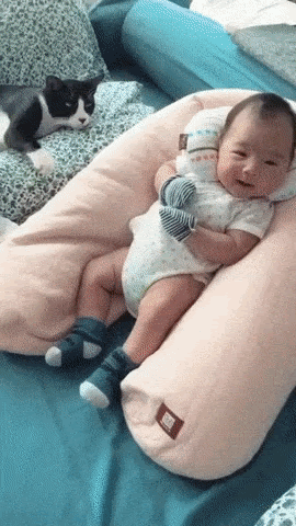 육아하는 고양이.gif | 인스티즈