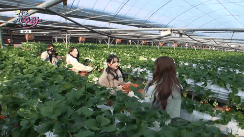 일본 오사카 사람 특징.GIF | 인스티즈