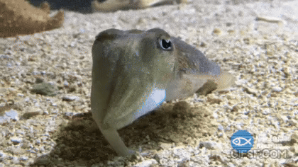 의외로 이족보행하는 동물.gif | 인스티즈