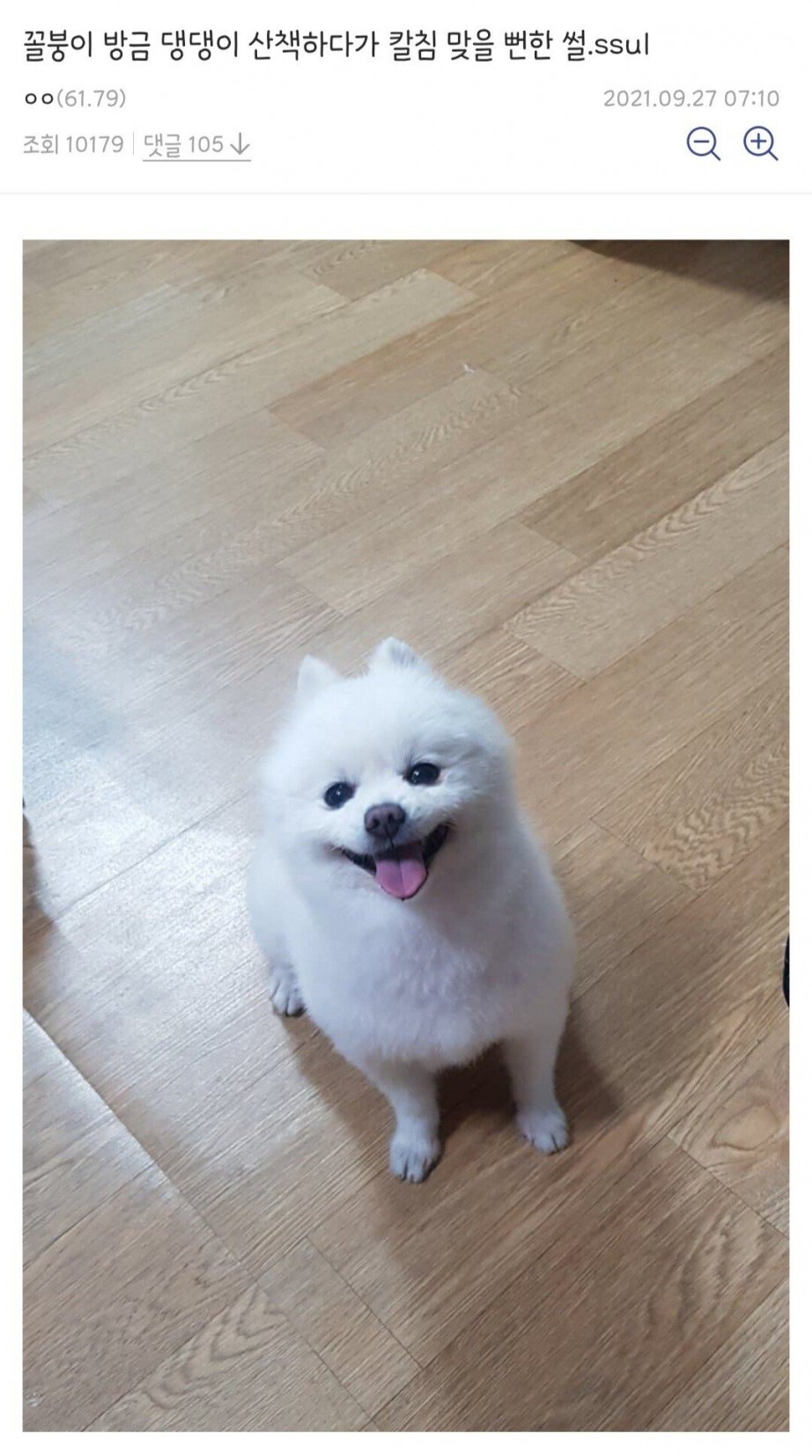 댕댕이 산책시키다 칼 맞을뻔한 디시인 | 인스티즈