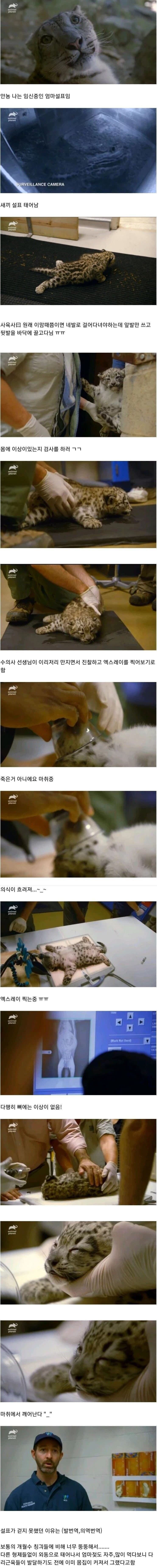 아기설표가 걷지 못하는 이유 | 인스티즈
