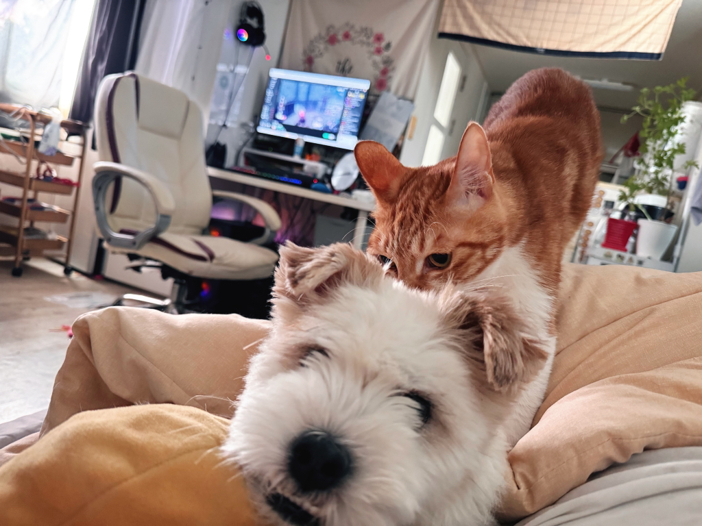 길냥이 길댕이 맘에들면 주워가라길래 주워옴 | 인스티즈