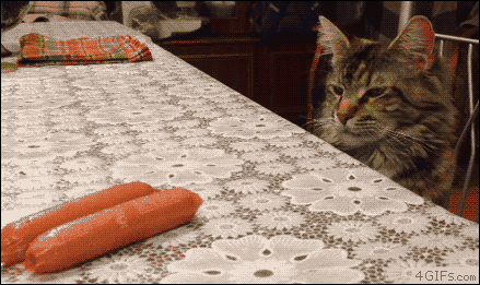 소세지 달라고 집사 쳐다보는 고양이.gif | 인스티즈