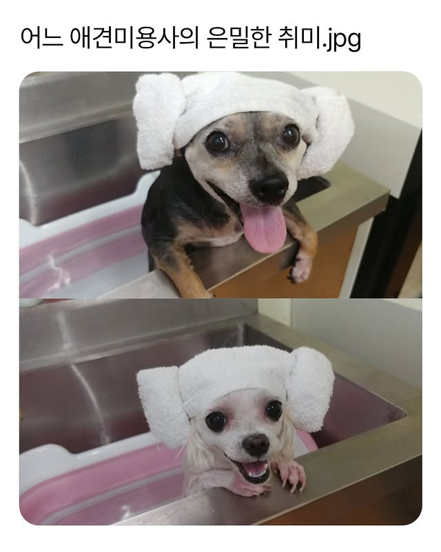 어느 애견미용사의 은밀한 취미 | 인스티즈