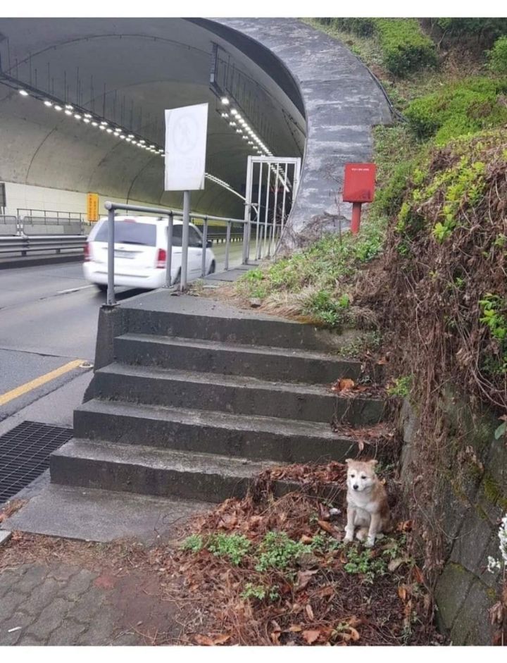 터널앞에 버려져서 비 쫄딱 맞던 댕댕이는 결국... | 인스티즈