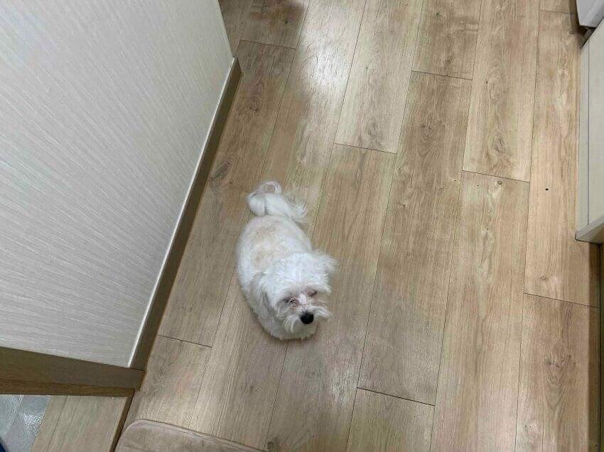 이사왔는데 전 주인이 강아지 버리고 감;;; | 인스티즈