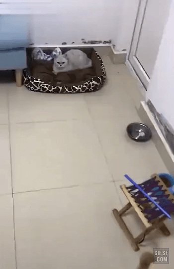 고양이가 무서운 강아지 .gif | 인스티즈