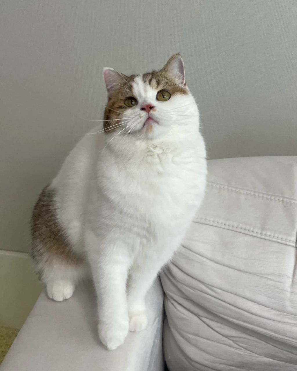 보호소냥이가 집냥이가 된 과정 | 인스티즈