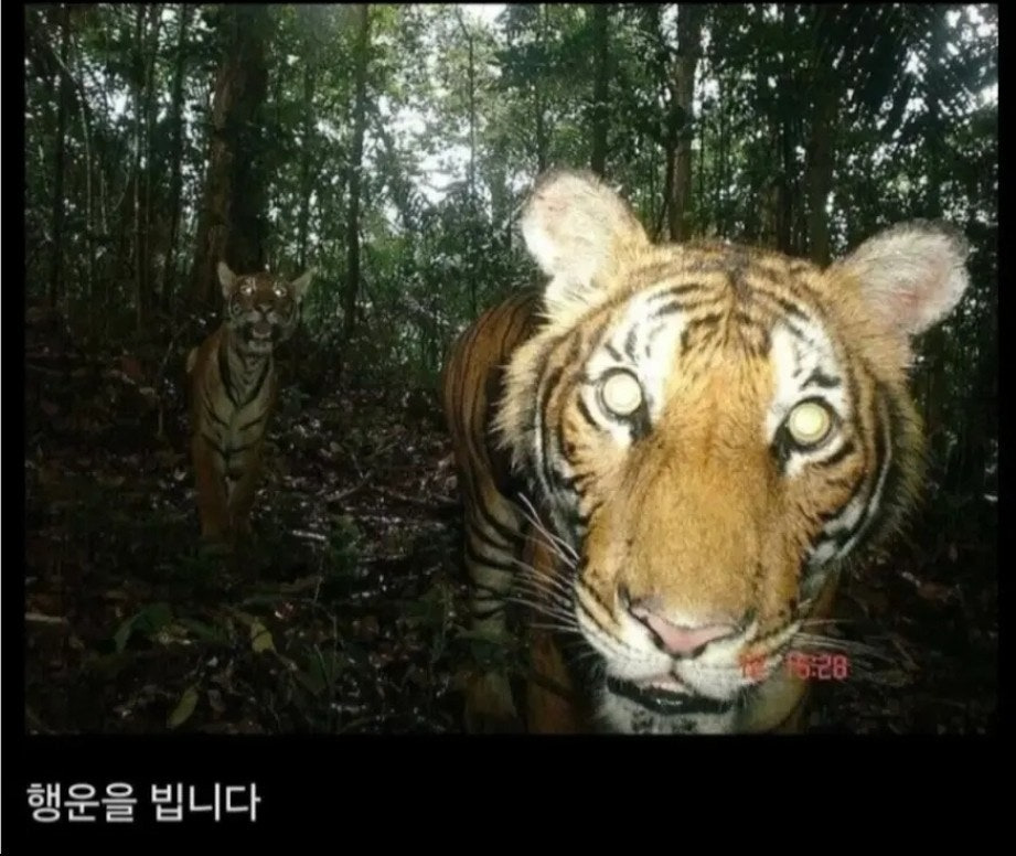 당신은 현대의 모든 지식을 습득한 상태로 조선시대에 떨어졌습니다 | 인스티즈