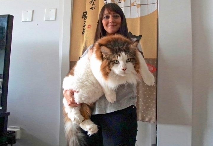 기네스북에 오른 고양이 | 인스티즈