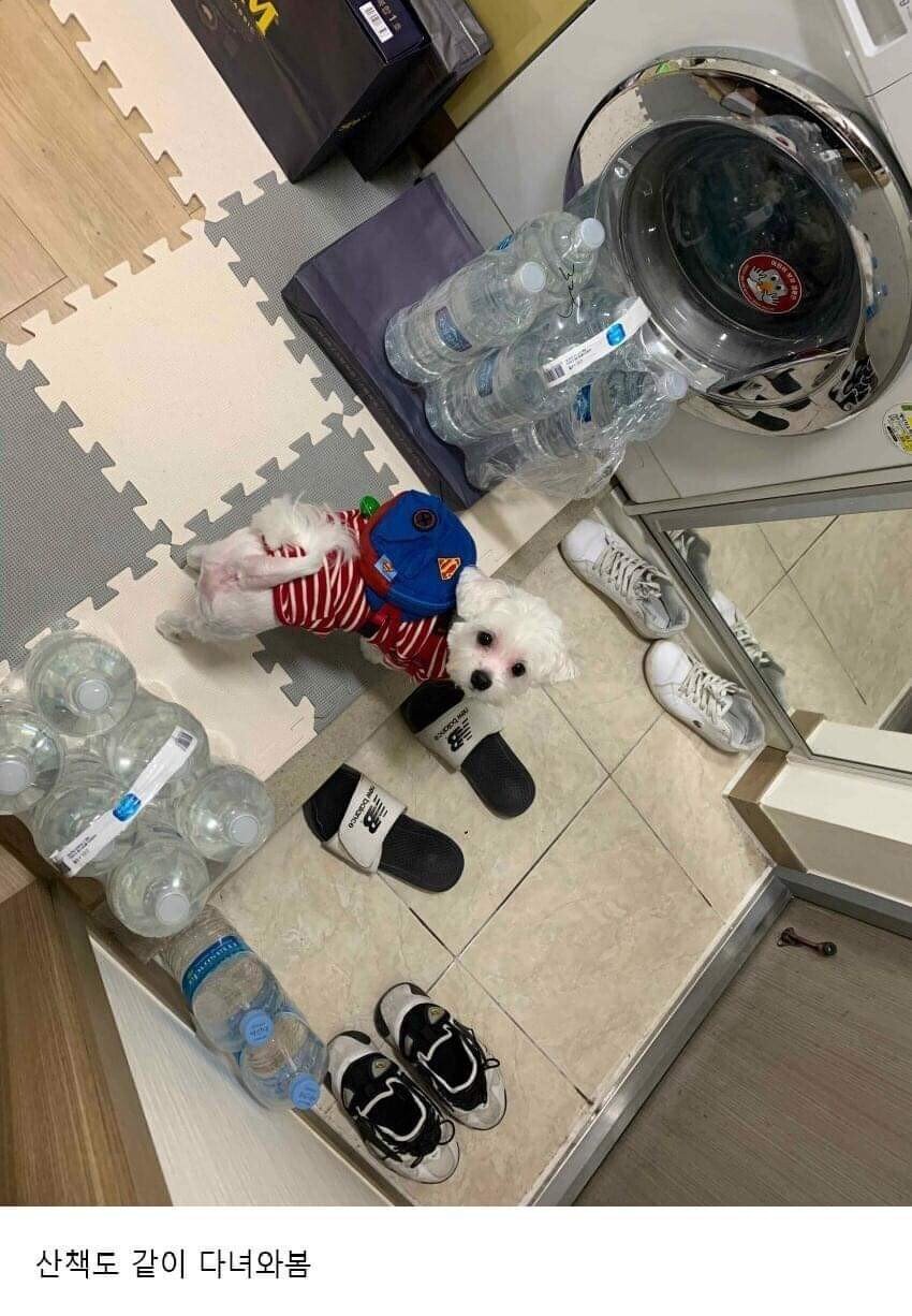 이사왔는데 전 주인이 강아지 버리고 감;;; | 인스티즈