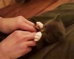 집사랑 노는 아기 고양이 | 인스티즈