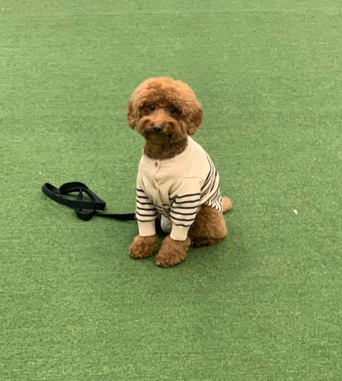 전국 기다려 대회에서 1등한 강아지.jpg | 인스티즈