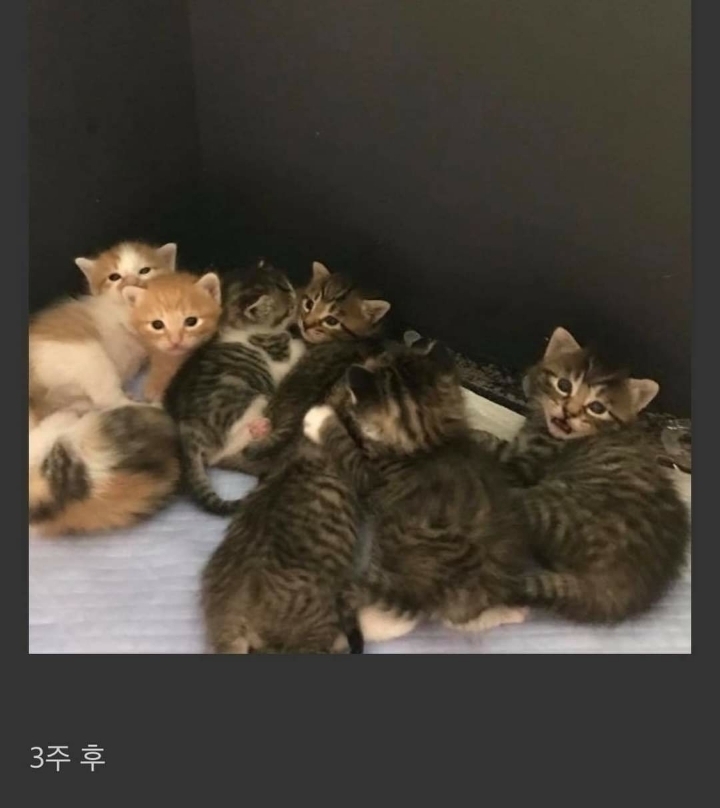 직장동료가 임신한 고양이를 데려옴 | 인스티즈